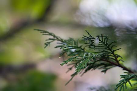 Beautiful, Branch, Leaf, Nature, Photography, Tree, Wild